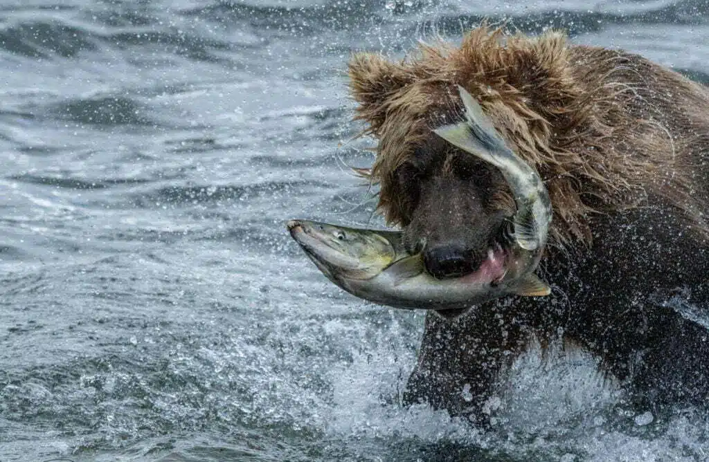 Brown Bear